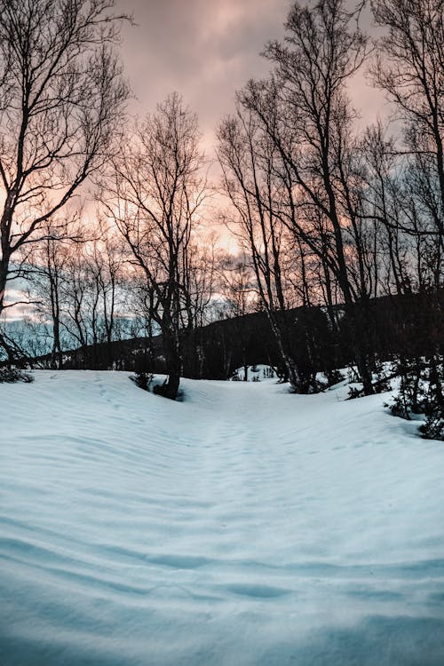 無料 雪の上の裸の木 写真素材