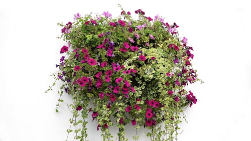 Free Purple Petaled Flowers Stock Photo