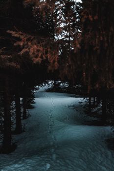 A serene winter landscape featuring a snowy path through a dense woodland, showcasing the beauty of nature.