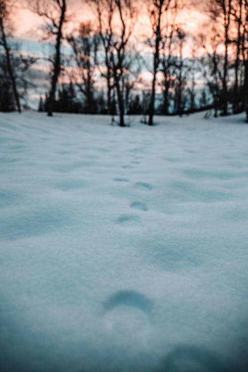 無料 雪に覆われた裸の木 写真素材