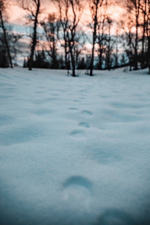 Nackte Bäume Von Schnee Bedeckt