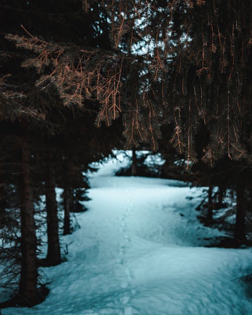 Snowfield With Footprints