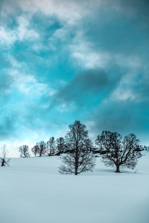 Tress Sous Les Nuages Blancs