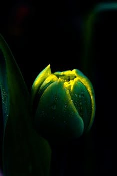 A stunning close-up of a dew-covered tulip against a dark background, highlighting its vibrant colors.
