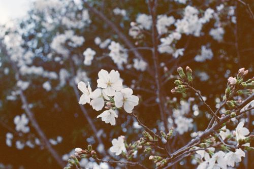Free A detailed view of cherry blossoms with white petals, signaling the onset of spring. Stock Photo