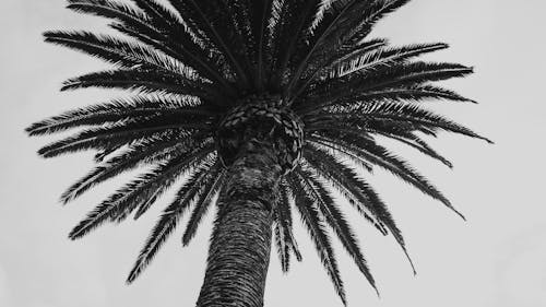 Fotobanka s bezplatnými fotkami na tému čierny a biely, oceán, palma
