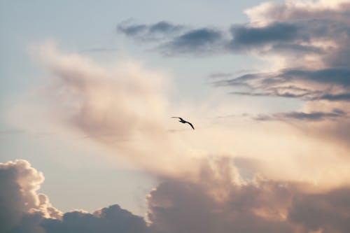 Volo Degli Uccelli