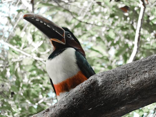 Toucan Bird