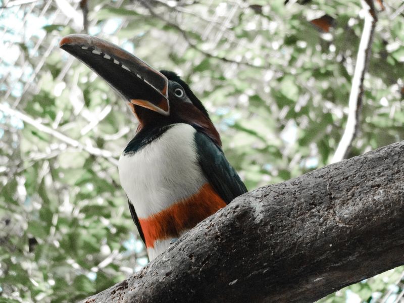 Keel-billed Toucan