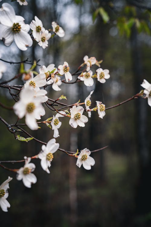 Dogwood flowers in the forest