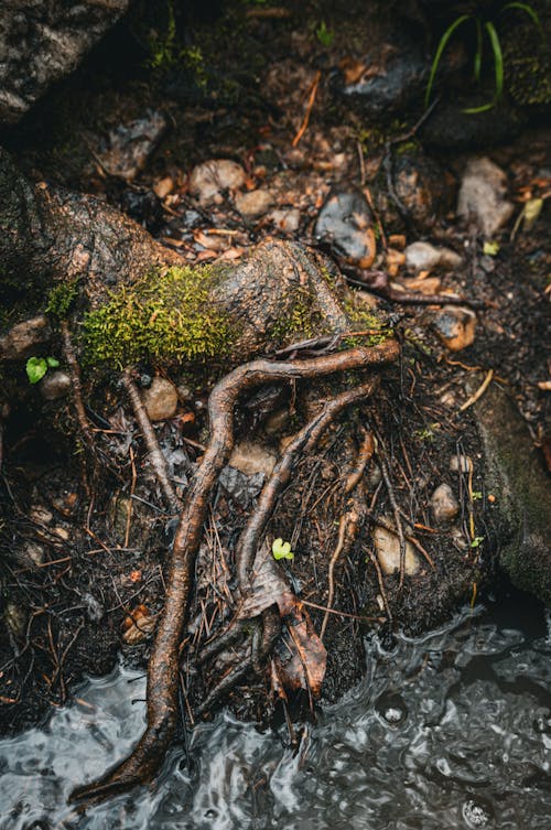 Бесплатное стоковое фото с вода, дерево, земля
