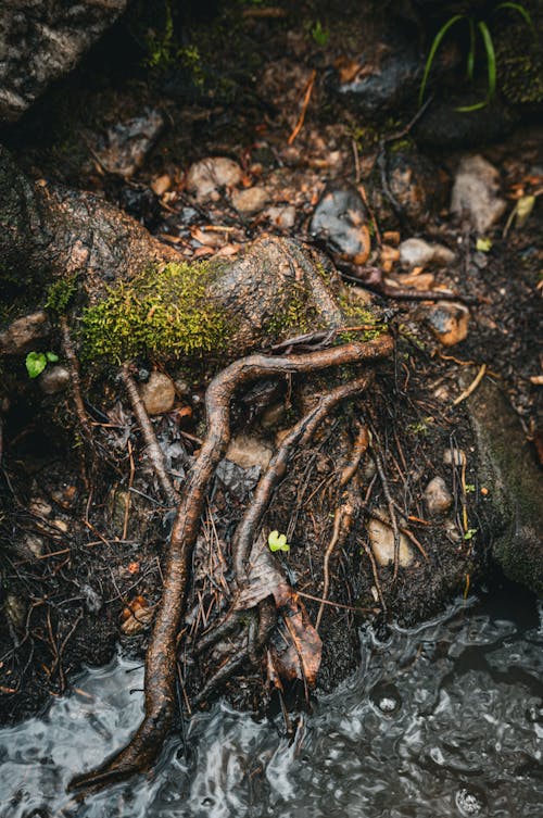 A tree branch is lying on the ground next to a stream