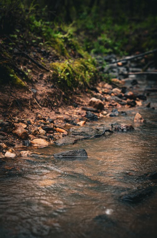 A stream running through the woods in a forest