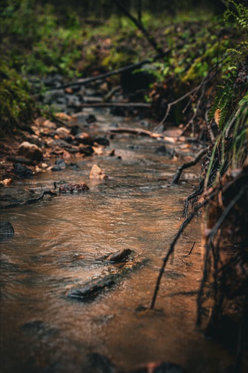 A stream running through the woods in the middle of the forest