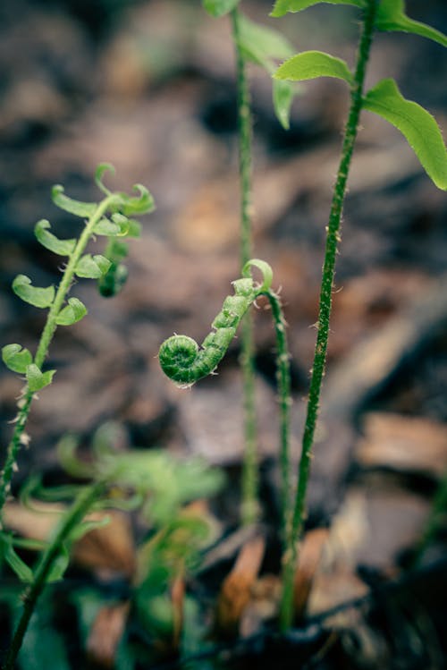 A close up of a fern plant with green leaves