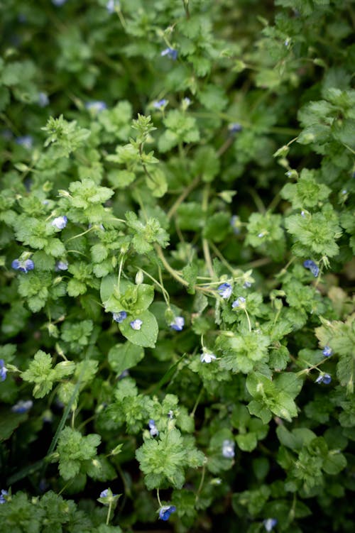 A plant with blue flowers and green leaves