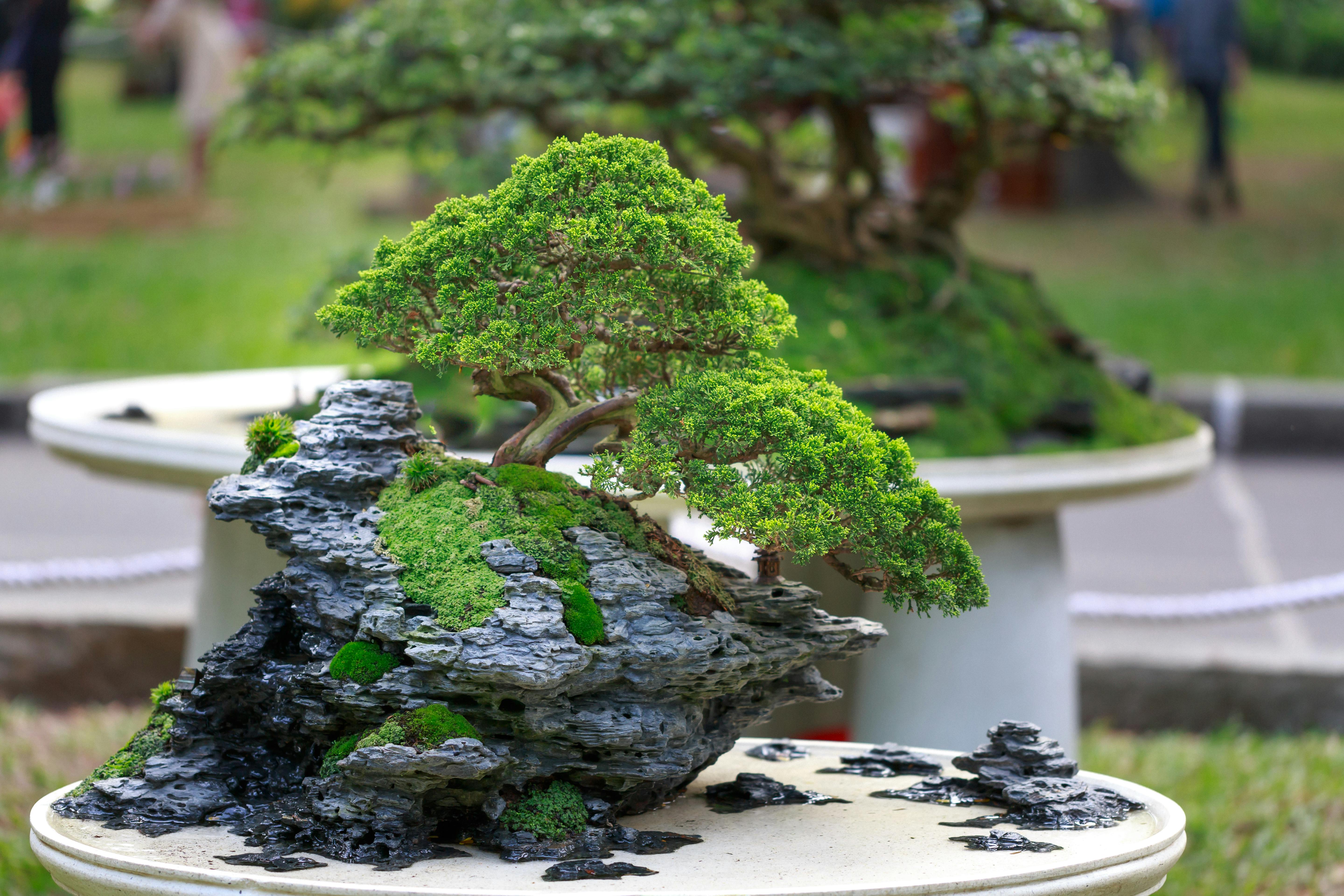 A bonzai tree on the table. | Photo: Pexels