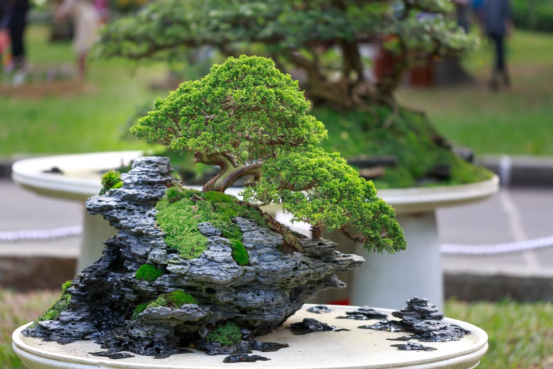 Green Bonzai Tree on Table · Free Stock Photo