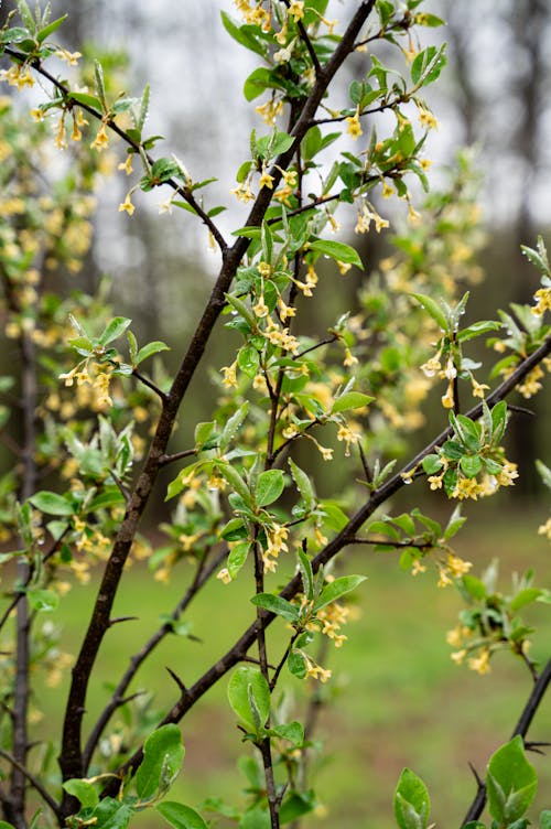 A tree with yellow flowers and green leaves
