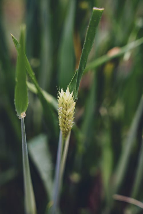 A close up of a green plant with a white flower