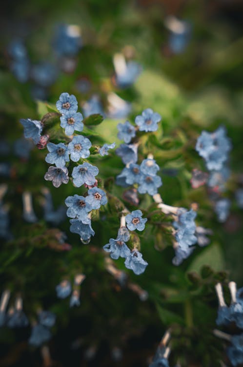 Photos gratuites de à feuilles persistantes, bleu, éritrichium canum