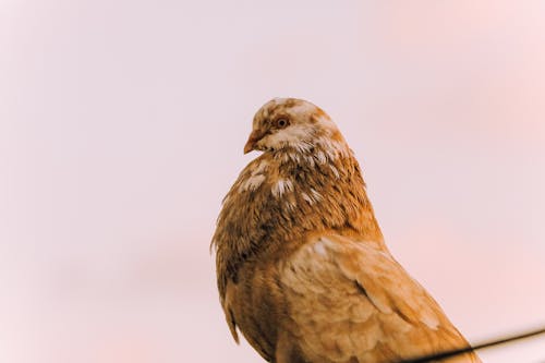 Foto De Um Pássaro