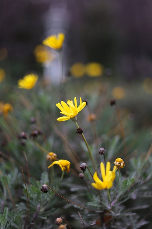 Gratis lagerfoto af bane, bellis, blomster