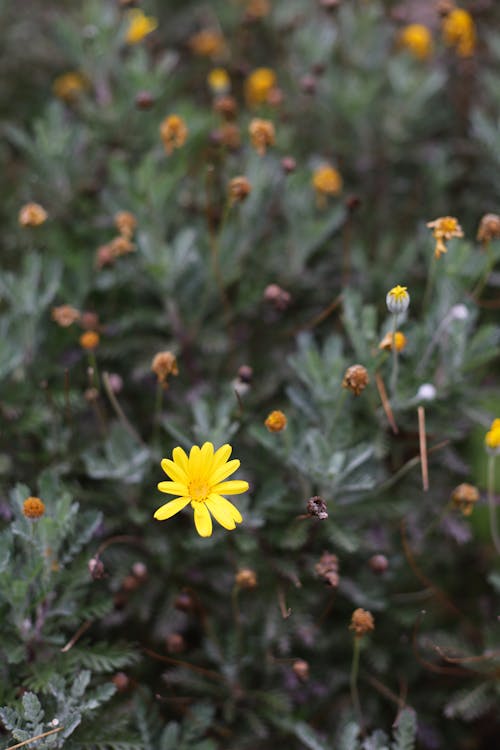 bitki, bitki örtüsü, çiçek içeren Ücretsiz stok fotoğraf