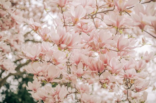 A close up of a pink tree with pink flowers