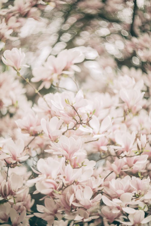 Free A close up of a pink flower in the middle of a tree Stock Photo