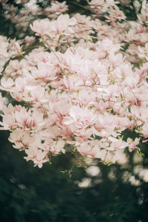 Free A close up of a pink flower in the middle of a tree Stock Photo