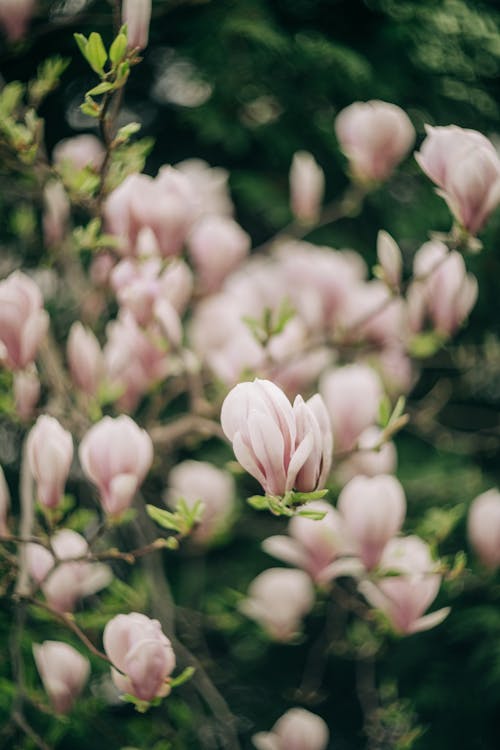 A close up of a pink magnolia tree