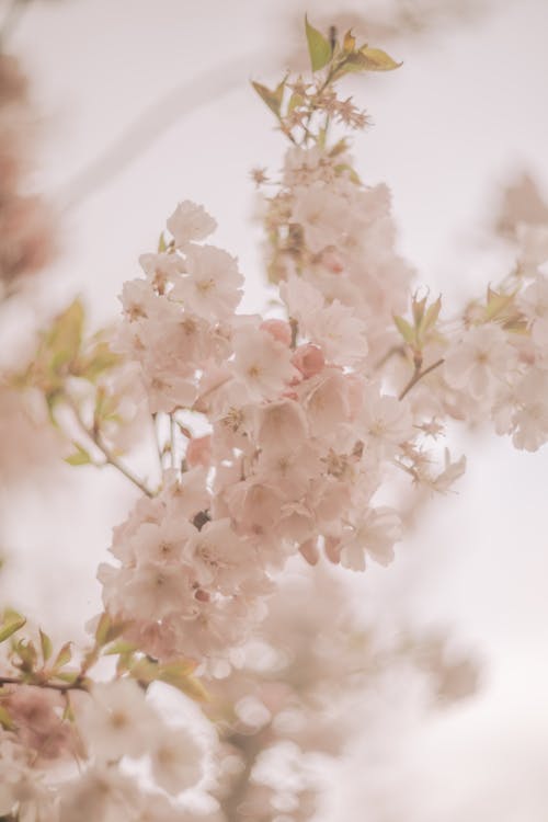 Ingyenes stockfotó cseresznyevirág, életlen, elmosódott mozgás témában
