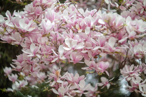 A close up of a pink and white magnolia tree