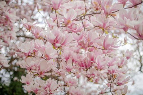 Close-up of Magnolia Tree in Blossom 