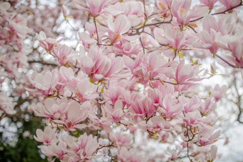 Free Close-up of Magnolia Tree in Blossom  Stock Photo