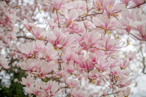 Free Beautiful close-up of pink magnolia blossoms showcasing natural beauty in springtime. Stock Photo
