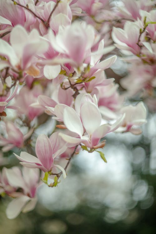 Free A close up of a pink flower on a tree Stock Photo