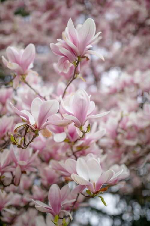 Free Close-up of pink magnolias blooming on a branch in springtime. Stock Photo