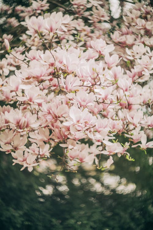 Free A close up of a pink flower tree Stock Photo