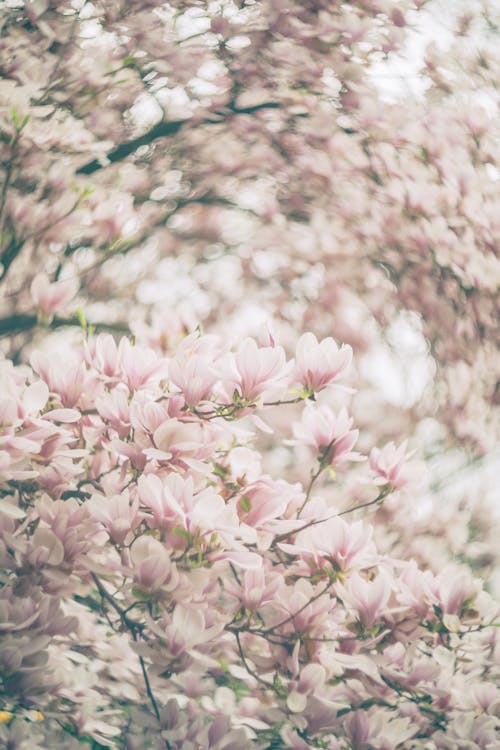 Free A close up of a pink tree with flowers Stock Photo