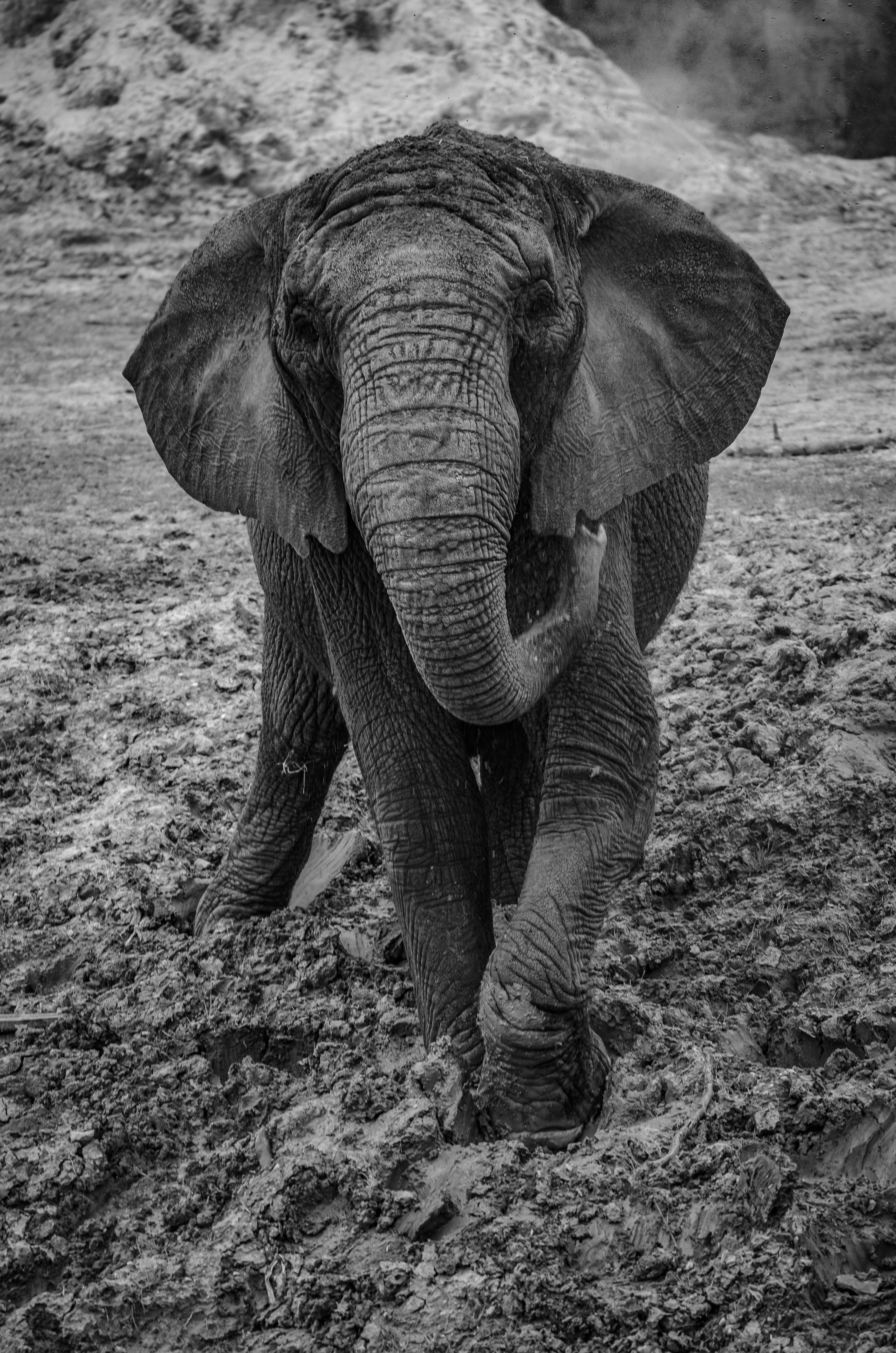 Figurine éléphant Sauvage D'Afrique Safari Ltd - Réf. 270029, Taille 6 Pouces, Neuf En Stock