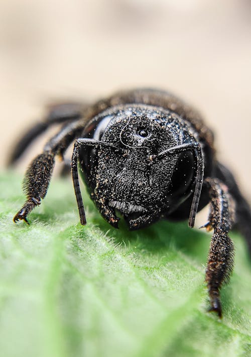 Immagine gratuita di focus selettivo, foglia, fotografia naturalistica