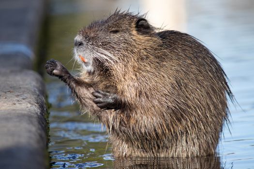 Close-up of a nutria grooming itself in water, showcasing its fur texture.