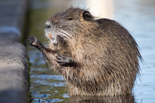 Free Nutria in the River - South of France Stock Photo