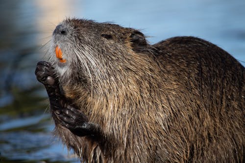 Free French Nutria in the River Stock Photo