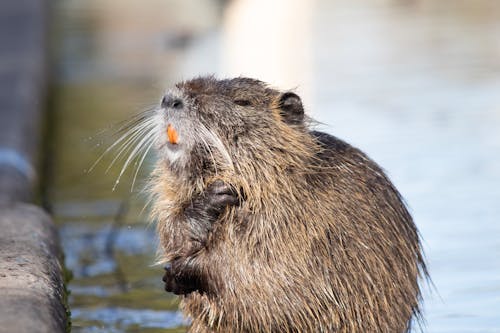 Free Nutria in the River - South of France Stock Photo