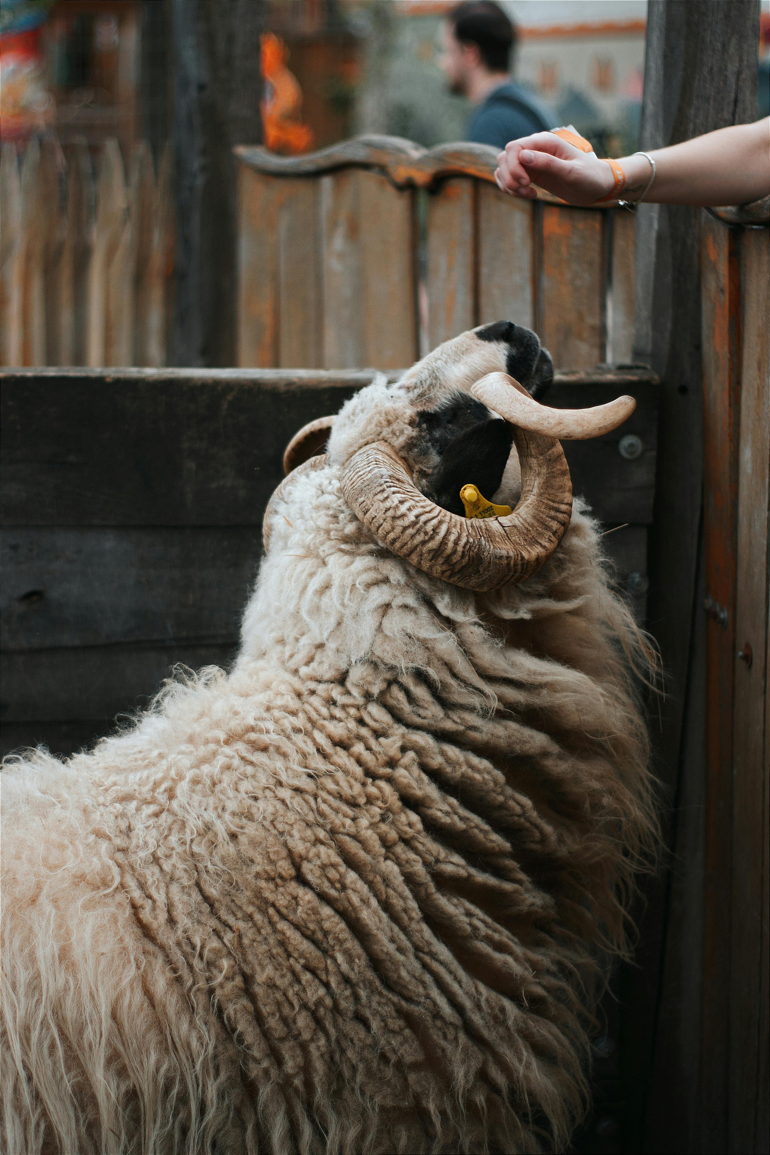 Gratuit Photos gratuites de agriculture, agriculture traditionnelle, animal Photos