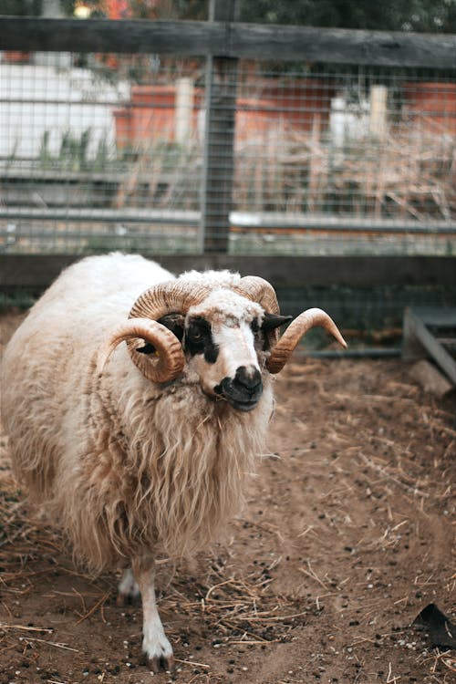 ファーム, 動物の写真, 動物園の無料の写真素材