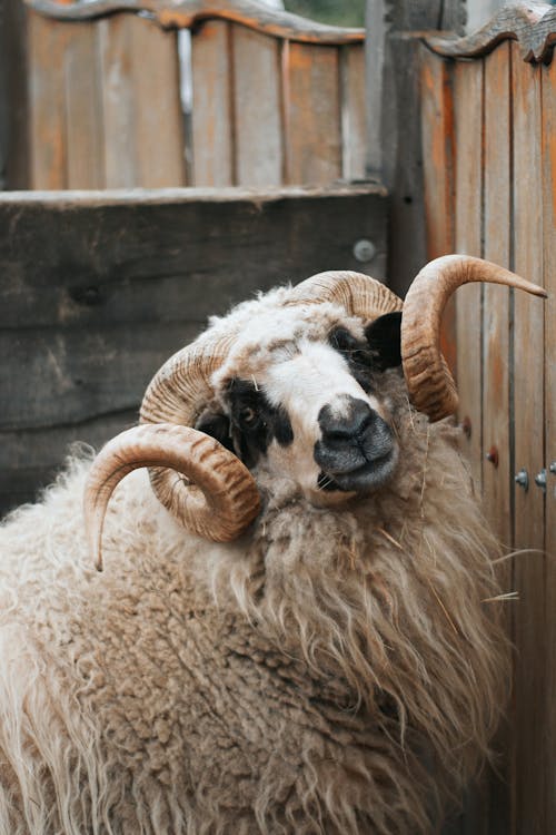 A ram with horns sticking out of a wooden fence